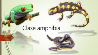 Clase amphibia
 