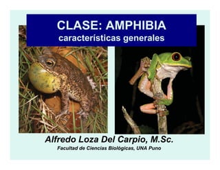CLASE: AMPHIBIA
características generales
Alfredo Loza Del Carpio, M.Sc.
Facultad de Ciencias Biológicas, UNA Puno
 