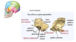 HUESO TEMPORAL
 