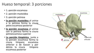 Hueso temporal: 3 porciones
• 1.-porción escamosa
• 2.-porción mastoidea
• 3.-porción petrosa
• la porción mastoidea al unirse
a la petrosa forma la cisura
petro escamosa posterior
• la porción escamosa al unirse
con la petrosa forma la cisura
petroescamosa superior
• La porción timpánica junto a
la porción escamosa forma la
cisura tímpano escamosa
anterior o de Gasser y por
detrás la cisura tímpano
escamosa posterior
mastoides
escamosa
petrosa
Tuberculo
articular
 