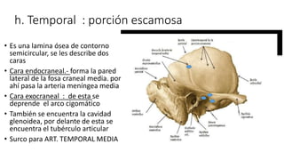 h. Temporal : porción escamosa
• Es una lamina ósea de contorno
semicircular, se les describe dos
caras
• Cara endocraneal.- forma la pared
lateral de la fosa craneal media. por
ahí pasa la arteria meníngea media
• Cara exocraneal : de esta se
deprende el arco cigomático
• También se encuentra la cavidad
glenoidea, por delante de esta se
encuentra el tubérculo articular
• Surco para ART. TEMPORAL MEDIA
 