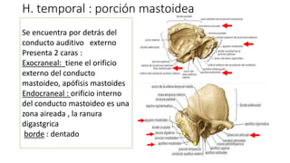 H. temporal : porción mastoidea
Se encuentra por detrás del
conducto auditivo externo
Presenta 2 caras :
Exocraneal: tiene el orificio
externo del conducto
mastoideo, apófisis mastoides
Endocraneal : orificio interno
del conducto mastoideo es una
zona aireada , la ranura
digastgrica
borde : dentado
 