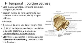 H temporal : porción petrosa
• Es la mas voluminosa, en forma piramidal ,
triangular, truncada
• porción medial de forma piramidal que
contiene el oído interno, el CAI, el ápex
petroso.
Presenta :
• 3 caras , 3 bordes, una base y un vértice
• LA BASE : se implanta en la cara medial de
la porción escamosa y mastoidea .
Contiene el poso acústico interno
• VERTICE : se encuentra el orificio anterior
del conducto carotideo y se orienta hacia
el esfenoides.
 