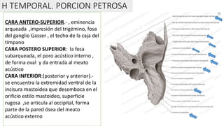 H TEMPORAL. PORCION PETROSA
CARA ANTERO-SUPERIOR.- , eminencia
arqueada ,impresión del trigémino, fosa
del ganglio Gasser , el techo de la caja del
tímpano
CARA POSTERO SUPERIOR: la fosa
subarqueada, el poro acústico interno ,
de forma oval y da entrada al meato
acústico
CARA INFERIOR:(posterior y anterior).-
se encuentra la extremidad ventral de la
incisura mastoidea que desemboca en el
orificio estilo mastoideo, superficie
rugosa ,se articula al occipital, forma
parte de la pared ósea del meato
acústico externo
 