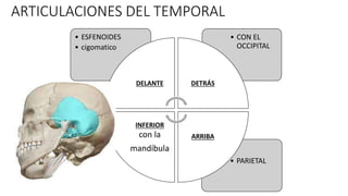 ARTICULACIONES DEL TEMPORAL
• PARIETAL
• CON EL
OCCIPITAL
• ESFENOIDES
• cigomatico
DELANTE DETRÁS
ARRIBA
INFERIOR
con la
mandíbula
 