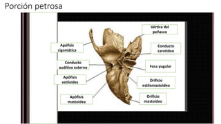 Porción petrosa
Apófisis
cigomática
Conducto
auditivo externo
Apófisis
estiloides
Apófisis
mastoidea
Conducto
carotideo
Fosa yugular
Orificio
estilomastoideo
Orificio
mastoideo
Vértice del
peñasco
 