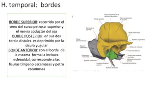 H. temporal: bordes
BORDE SUPERIOR: recorrido por el
seno del surco petroso superior y
el nervio abductor del ojo
BORDE POSTERIOR: en sus dos
tercio distales es deprimido por la
cisura yugular
BORDE ANTERIOR: con el borde de
la escama forma la incisura
esfenoidal, corresponde a las
fisuras tímpano escamosas y petro
escamosas
 