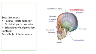 Se articula con :
h. Parietal :parte superior
h. Occipital :parte posterior
h. Esfenoides y h. cigomático
: anterior
Mandíbula : inferiormente
 