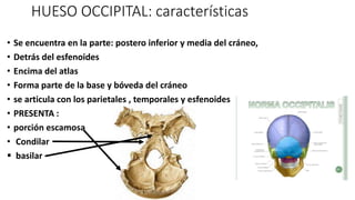 HUESO OCCIPITAL: características
• Se encuentra en la parte: postero inferior y media del cráneo,
• Detrás del esfenoides
• Encima del atlas
• Forma parte de la base y bóveda del cráneo
• se articula con los parietales , temporales y esfenoides
• PRESENTA :
• porción escamosa
• Condilar
 basilar
 