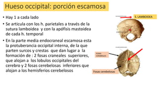 Hueso occipital: porción escamosa
• Hay 1 a cada lado
• Se articula con los h. parietales a través de la
sutura lamboidea y con la apófisis mastoidea
de cada h. temporal
• En la parte media endocraneal escamosa esta
la protuberancia occipital interna, de la que
parten surcos y crestas que dan lugar a la
formación de : 2 fosas craneales superiores,
que alojan a los lobulos occipitales del
cerebro y 2 fosas cerebelosas inferiores que
alojan a los hemisferios cerebelosos
S. LAMBOIDEA
Fosas cerebelosas
FOSAS
CEREBRALES
 