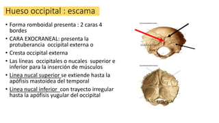 Hueso occipital : escama
• Forma romboidal presenta : 2 caras 4
bordes
• CARA EXOCRANEAL: presenta la
protuberancia occipital externa o
• Cresta occipital externa
• Las líneas occipitales o nucales superior e
inferior para la inserción de músculos
• Linea nucal superior se extiende hasta la
apófisis mastoidea del temporal
• Linea nucal inferior con trayecto irregular
hasta la apófisis yugular del occipital
 