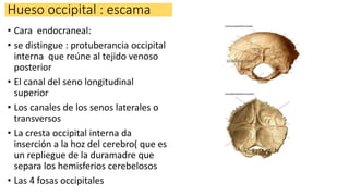 Hueso occipital : escama
• Cara endocraneal:
• se distingue : protuberancia occipital
interna que reúne al tejido venoso
posterior
• El canal del seno longitudinal
superior
• Los canales de los senos laterales o
transversos
• La cresta occipital interna da
inserción a la hoz del cerebro( que es
un repliegue de la duramadre que
separa los hemisferios cerebelosos
• Las 4 fosas occipitales
 