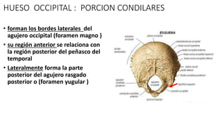HUESO OCCIPITAL : PORCION CONDILARES
• forman los bordes laterales del
agujero occipital (foramen magno )
• su región anterior se relaciona con
la región posterior del peñasco del
temporal
• Lateralmente forma la parte
posterior del agujero rasgado
posterior o (foramen yugular )
 