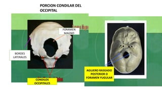 FORAMEN
MAGNO
BORDES
LATERALES
CONDILOS
OCCIPITALES
AGUJERO RASGADO
POSTERIOR O
FORAMEN YUGULAR
PORCION CONDILAR DEL
OCCIPITAL
 