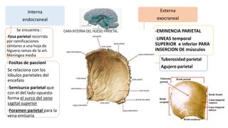 Interna
endocraneal
Se encuentra :
-Fosa parietal recorrida
por ramificaciones
similares a una hoja de
higuera ramas de la art.
Meníngea media
-Fositas de paccioni
Se relaciona con los
lóbulos parietales del
encefalo
-Semisurco parietal que
con el del lado opuesto
forma el surco del seno
sagital superior
-Foramen parietal para la
vena emisaria
Externa
exocraneal
-EMINENCIA PARIETAL
-LINEAS temporal
SUPERIOR e inferior PARA
INSERCION DE músculos
Tuberosidad parietal
Agujero parietal
 