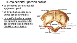 Hueso occipital : porción basilar
• Se encuentra por delante del
agujero occipital
• Se dirige hacia arriba para
unirse con el esfenoides
• La porción basilar al unirse
con la lamina cuadrangular
del esfenoides se denomina
CLIVUS o canal Basilar
 