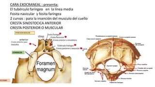 CARA EXOCRANEAL : presenta:
El tubérculo faríngeo en la línea media
Fosita navicular y fosita faríngea
2 curvas : para la inserción del musculo del cuello
CRESTA SINOSTOCICA ANTERIOR
CRESTA POSTERIOR O MUSCULAR
 
