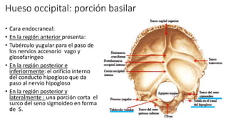 Hueso occipital: porción basilar
• Cara endocraneal:
• En la región anterior presenta:
• Tubérculo yugular para el paso de
los nervios accesorio vago y
glosofaríngeo
• En la región posterior e
inferiormente: el orificio interno
del conducto hipogloso que da
paso al nervio hipogloso
• En la región posterior y
lateralmente : una porción corta el
surco del seno sigmoideo en forma
de S.
 