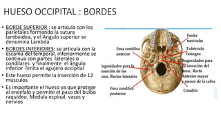HUESO OCCIPITAL : BORDES
• BORDE SUPERIOR : se articula con los
parietales formando la sutura
lamboidea, y el Angulo superior se
denomina Lambda
• BORDES INFERIORES: se articula con la
escama del temporal. inferiormente se
continua con partes laterales o
condilares y finalmente el ángulo
inferior limita el agujero occipital
• Este hueso permite la inserción de 12
músculos
• Es importante el hueso ya que protege
al encéfalo y permite el paso del bulbo
raquideo. Medula espinal, vasos y
nervios
 