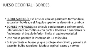 HUESO OCCIPITAL : BORDES
• BORDE SUPERIOR : se articula con los parietales formando la
sutura lamboidea, y el Angulo superior se denomina Lambda
• BORDES INFERIORES: se articula con la escama del temporal.
inferiormente se continua con partes laterales o condilares y
finalmente el ángulo inferior limita el agujero occipital
• Este hueso permite la inserción de 12 músculos
• Es importante el hueso ya que protege al encéfalo y permite el
paso del bulbo raquideo. Medula espinal, vasos y nervios
 