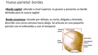 Hueso parietal: bordes
•Borde sagital: ubicado a nivel superior, es grueso y presenta un borde
dentado para la sutura sagital
Borde escamoso: situado por debajo, es corto, delgado y biselado,
describe una curva cóncava hacia abajo. Se articula en una pequeña
porción con el esfenoides y con el temporal.
 