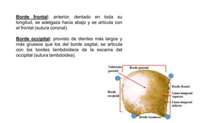 Borde frontal: anterior, dentado en toda su
longitud, se adelgaza hacia abajo y se articula con
el frontal (sutura coronal).
Borde occipital: provisto de dientes más largos y
más gruesos que los del borde sagital, se articula
con los bordes lambdoideos de la escama del
occipital (sutura lambdoidea).
 