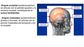 •Ángulo occipital (posterosuperior):,
se articula con el parietal opuesto y la
escama occipital, constituyendo la
sutura lambdoidea
. Ángulo mastoideo (posteroinferior):
grueso y truncado, se articula con la
porción mastoidea del temporal y con
el occipital.
 