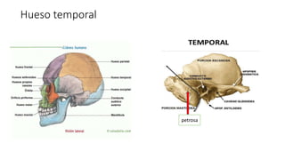 Hueso temporal
petrosa
 