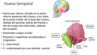 Hueso temporal
• Hueso par, lateral, situado en la parte
inferior posterior del cráneo, a los lados
de la parte media de la base del cráneo,
debajo del parietal, detrás del frontal y
del ala mayor del esfenoides, delante
del occipital.
• Destinado a alojar al oído
• Presenta 2 superficies accidentadas e
irregulares
• 1.- exocraneal
• 2.- endocraneal con una saliente central
 