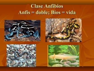Clase Anfibios
Anfis = doble; Bios = vida
 