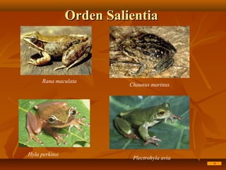 Orden SalientiaOrden Salientia
Hyla perkinsi
Plectrohyla avia
Rana maculata
Chaunus marinus
 