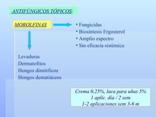 ANTIFÚNGICOS TÓPICOS :   MOROLFINAS Fungicidas Biosíntesis Ergosterol Amplio espectro Sin eficacia sistémica  Levaduras Dermatofitos Hongos dimórficos Hongos dematiáceos Crema 0,25%, laca para uñas 5% 1 aplic. día / 2 sem 1-2 aplicaciones sem 3-6 m 