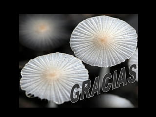 GRACIAS 