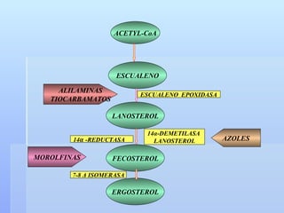 ACETYL-CoA ESCUALENO LANOSTEROL FECOSTEROL ESCUALENO  EPOXIDASA 14 α -DEMETILASA  LANOSTEROL 14 α   -REDUCTASA ERGOSTEROL 7-8  Δ   ISOMERASA MOROLFINAS ALILAMINAS TIOCARBAMATOS AZOLES 