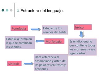 Estructura del lenguaje. Fonología Estudio de los sonidos del habla Morfología Estudia la forma en la que se combinan los sonidos. Es un diccionario que contiene todos los morfemas y sus significados. Hace referencia al ensamblado y orfen de las palabras en frases y oraciones sintaxis léxico 