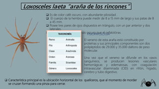 Clase arachnida | PPTX