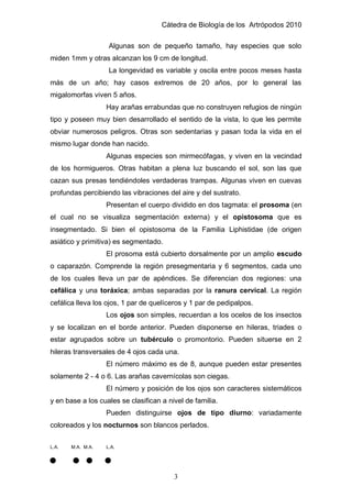 Cátedra de Biología de los Artrópodos 2010
3
Algunas son de pequeño tamaño, hay especies que solo
miden 1mm y otras alcanzan los 9 cm de longitud.
La longevidad es variable y oscila entre pocos meses hasta
más de un año; hay casos extremos de 20 años, por lo general las
migalomorfas viven 5 años.
Hay arañas errabundas que no construyen refugios de ningún
tipo y poseen muy bien desarrollado el sentido de la vista, lo que les permite
obviar numerosos peligros. Otras son sedentarias y pasan toda la vida en el
mismo lugar donde han nacido.
Algunas especies son mirmecófagas, y viven en la vecindad
de los hormigueros. Otras habitan a plena luz buscando el sol, son las que
cazan sus presas tendiéndoles verdaderas trampas. Algunas viven en cuevas
profundas percibiendo las vibraciones del aire y del sustrato.
Presentan el cuerpo dividido en dos tagmata: el prosoma (en
el cual no se visualiza segmentación externa) y el opistosoma que es
insegmentado. Si bien el opistosoma de la Familia Liphistidae (de origen
asiático y primitiva) es segmentado.
El prosoma está cubierto dorsalmente por un amplio escudo
o caparazón. Comprende la región presegmentaria y 6 segmentos, cada uno
de los cuales lleva un par de apéndices. Se diferencian dos regiones: una
cefálica y una toráxica; ambas separadas por la ranura cervical. La región
cefálica lleva los ojos, 1 par de quelíceros y 1 par de pedipalpos.
Los ojos son simples, recuerdan a los ocelos de los insectos
y se localizan en el borde anterior. Pueden disponerse en hileras, triades o
estar agrupados sobre un tubérculo o promontorio. Pueden situerse en 2
hileras transversales de 4 ojos cada una.
El número máximo es de 8, aunque pueden estar presentes
solamente 2 - 4 o 6. Las arañas cavernícolas son ciegas.
El número y posición de los ojos son caracteres sistemáticos
y en base a los cuales se clasifican a nivel de familia.
Pueden distinguirse ojos de tipo diurno: variadamente
coloreados y los nocturnos son blancos perlados.
L.A. M.A. M.A. L.A.
 