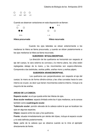 Cátedra de Biología de los Artrópodos 2010
4
L.P. M.P. M.P. L.P.
Cuando se observan variaciones en esta disposición se llaman:
L. A. M. A.
M. A. L. A.
Hilera procurvada Hilera recurvada
Cuando los ojos laterales se sitúan anteriormente a los
medianos la hilera se llama procurvada, y cuando se sitúan posteriormente a
los ojos medianos la hilera se llama recurvada.
SUBORDEN MYGALOMORPHAE.
La dirección de los quelíceros es horizontal con respecto al
eje del cuerpo, la cara externa es convexa y la interna plana, las uñas están
replegadas debajo de la mano, y los movimientos son súpero-inferiores.
Comprende a las tarántulas, arañas pollito, arañas mono y arañas pájaro.
SUBORDEN ARANEOMORPHAE.
Los quelíceros son perpendiculares con respecto al eje del
cuerpo; la mano es de forma cilindro-cónica y las uñas curvadas hacia la cara
interna se cruzan, es decir que tienen movimientos externo-interno. Incluye a la
mayoría de las arañas.
AREAS DE LA CABEZA.
Espacio ocular: es el que queda entre las hileras de ojos.
Área ocular mediana: espacio limitado entre los 4 ojos medianos, se la conoce
también como cuadrángulo ocular.
Tubérculo ocular: porción elevada de la cabeza sobre la que se localizan los
ojos en algunas especies.
Clípeo: espacio entre los ojos y los quelíceros.
Frente: situada inmediatamente por detrás del clípeo, incluye el espacio ocular
y no está definida posteriormente.
Cara: parte de la cabeza que se observa cuando se lo mira al ejemplar
directamente de frente.
 