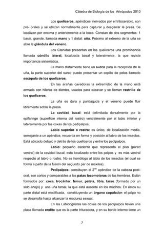 Cátedra de Biología de los Artrópodos 2010
5
Los quelíceros, apéndices inervados por el tritocerebro, son
pre- orales y se utilizan normalmente para capturar y desgarrar la presa. Se
localizan por encima y anteriormente a la boca. Constan de dos segmentos: 1
basal, grande, llamada mano y 1 distal: uña. Próximo al extremo de la uña se
abre la glándula del veneno.
Los Ctenidae presentan en los quelíceros una prominencia
llamada cóndilo lateral, localizada basal y lateralmente, la que reviste
importancia sistemática.
La mano distalmente tiene un surco para la recepción de la
uña, la parte superior del surco puede presentar un cepillo de pelos llamado
escópula de los quelíceros.
En las arañas cavadoras la extremidad de la mano está
armada con hileras de dientes, usados para excavar y se llaman rastrillo de
los quelíceros.
La uña es dura y puntiaguda y el veneno puede fluir
libremente sobre la presa.
La cavidad bucal: está delimitada dorsalmente por la
epifaringe (superficie interna del rostro) ventralmente por el labio inferior y
lateralmente por las coxas de los pedipalpos.
Labio superior o rostro: es único, de localización media,
semejante a un apéndice, recuerda en forma y posición al labro de los insectos.
Está ubicado debajo y detrás de los quelíceros y entre los pedipalpos.
Labio: pequeño esclerito que representa el piso (pared
ventral) de la cavidad bucal, está localizado entre los palpos y es más ventral
respecto al labro o rostro. No es homólogo al labio de los insectos (el cual se
forma a partir de la fusión del segundo par de maxilas).
Pedipalpos: constituyen el 2do
apéndice de la cabeza post-
oral, son cortos y comparables a las patas locomotoras de las hembras. Están
formados por: coxa, trocánter, fémur, patela, tibia, tarso (formado por un
solo artejo) y una uña tarsal, la que está ausente en los machos. En éstos su
parte distal está modificada, constituyendo un órgano copulador: el palpo no
se desarrolla hasta alcanzar la madurez sexual.
En las Labidognatas las coxas de los pedipalpos llevan una
placa llamada endita que es la parte trituradora, y en su borde interno tiene un
 