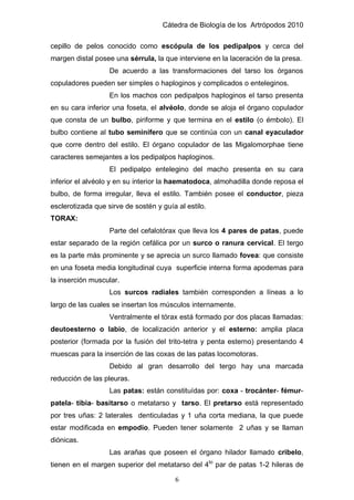 Cátedra de Biología de los Artrópodos 2010
6
cepillo de pelos conocido como escópula de los pedipalpos y cerca del
margen distal posee una sérrula, la que interviene en la laceración de la presa.
De acuerdo a las transformaciones del tarso los órganos
copuladores pueden ser simples o haploginos y complicados o enteleginos.
En los machos con pedipalpos haploginos el tarso presenta
en su cara inferior una foseta, el alvéolo, donde se aloja el órgano copulador
que consta de un bulbo, piriforme y que termina en el estilo (o émbolo). El
bulbo contiene al tubo seminífero que se continúa con un canal eyaculador
que corre dentro del estilo. El órgano copulador de las Migalomorphae tiene
caracteres semejantes a los pedipalpos haploginos.
El pedipalpo entelegino del macho presenta en su cara
inferior el alvéolo y en su interior la haematodoca, almohadilla donde reposa el
bulbo, de forma irregular, lleva el estilo. También posee el conductor, pieza
esclerotizada que sirve de sostén y guía al estilo.
TORAX:
Parte del cefalotórax que lleva los 4 pares de patas, puede
estar separado de la región cefálica por un surco o ranura cervical. El tergo
es la parte más prominente y se aprecia un surco llamado fovea: que consiste
en una foseta media longitudinal cuya superficie interna forma apodemas para
la inserción muscular.
Los surcos radiales también corresponden a líneas a lo
largo de las cuales se insertan los músculos internamente.
Ventralmente el tórax está formado por dos placas llamadas:
deutoesterno o labio, de localización anterior y el esterno: amplia placa
posterior (formada por la fusión del trito-tetra y penta esterno) presentando 4
muescas para la inserción de las coxas de las patas locomotoras.
Debido al gran desarrollo del tergo hay una marcada
reducción de las pleuras.
Las patas: están constituídas por: coxa - trocánter- fémur-
patela- tibia- basitarso o metatarso y tarso. El pretarso está representado
por tres uñas: 2 laterales denticuladas y 1 uña corta mediana, la que puede
estar modificada en empodio. Pueden tener solamente 2 uñas y se llaman
diónicas.
Las arañas que poseen el órgano hilador llamado cribelo,
tienen en el margen superior del metatarso del 4to
par de patas 1-2 hileras de
 