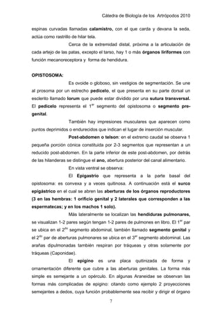 Cátedra de Biología de los Artrópodos 2010
7
espinas curvadas llamadas calamistro, con el que carda y devana la seda,
actúa como rastrillo de hilar tela.
Cerca de la extremidad distal, próxima a la articulación de
cada artejo de las patas, excepto el tarso, hay 1 o más órganos liriformes con
función mecanoreceptora y forma de hendidura.
OPISTOSOMA:
Es ovoide o globoso, sin vestigios de segmentación. Se une
al prosoma por un estrecho pedicelo, el que presenta en su parte dorsal un
esclerito llamado lorum que puede estar dividido por una sutura transversal.
El pedicelo representa el 1er
segmento del opistosoma o segmento pre-
genital.
También hay impresiones musculares que aparecen como
puntos deprimidos o endurecidos que indican el lugar de inserción muscular.
Post-abdomen o telson: en el extremo caudal se observa 1
pequeña porción cónica constituida por 2-3 segmentos que representan a un
reducido post-abdomen. En la parte inferior de este post-abdomen, por detrás
de las hilanderas se distingue el ano, abertura posterior del canal alimentario.
En vista ventral se observa:
El Epigastrio que representa a la parte basal del
opistosoma: es convexa y a veces quitinosa. A continuación está el surco
epigástrico en el cual se abren las aberturas de los órganos reproductores
(3 en las hembras: 1 orificio genital y 2 laterales que corresponden a las
espermatecas; y en los machos 1 solo).
Más lateralmente se localizan las hendiduras pulmonares,
se visualizan 1-2 pares según tengan 1-2 pares de pulmones en libro. El 1er
par
se ubica en el 2do
segmento abdominal, también llamado segmento genital y
el 2do
par de aberturas pulmonares se ubica en el 3er
segmento abdominal. Las
arañas dipulmonadas también respiran por tráqueas y otras solamente por
tráqueas (Caponidae).
El epigino es una placa quitinizada de forma y
ornamentación diferente que cubre a las aberturas genitales. La forma más
simple es semejante a un opérculo. En algunas Araneidae se observan las
formas más complicadas de epigino: citando como ejemplo 2 proyecciones
semejantes a dedos, cuya función probablemente sea recibir y dirigir el órgano
 