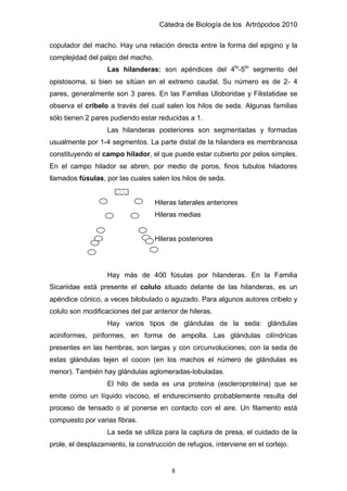 Cátedra de Biología de los Artrópodos 2010
8
copulador del macho. Hay una relación directa entre la forma del epigino y la
complejidad del palpo del macho.
Las hilanderas: son apéndices del 4to
-5to
segmento del
opistosoma, si bien se sitúan en el extremo caudal. Su número es de 2- 4
pares, generalmente son 3 pares. En las Familias Uloboridae y Filistatidae se
observa el cribelo a través del cual salen los hilos de seda. Algunas familias
sólo tienen 2 pares pudiendo estar reducidas a 1.
Las hilanderas posteriores son segmentadas y formadas
usualmente por 1-4 segmentos. La parte distal de la hilandera es membranosa
constituyendo el campo hilador, el que puede estar cubierto por pelos simples.
En el campo hilador se abren, por medio de poros, finos tubulos hiladores
llamados fúsulas, por las cuales salen los hilos de seda.
Hileras laterales anteriores
Hileras medias
Hileras posteriores
Hay más de 400 fúsulas por hilanderas. En la Familia
Sicariidae está presente el colulo situado delante de las hilanderas, es un
apéndice cónico, a veces bilobulado o aguzado. Para algunos autores cribelo y
colulo son modificaciones del par anterior de hileras.
Hay varios tipos de glándulas de la seda: glándulas
aciniformes, piriformes, en forma de ampolla. Las glándulas cilíndricas
presentes en las hembras, son largas y con circunvoluciones; con la seda de
estas glándulas tejen el cocon (en los machos el número de glándulas es
menor). También hay glándulas aglomeradas-lobuladas.
El hilo de seda es una proteína (escleroproteína) que se
emite como un líquido viscoso, el endurecimiento probablemente resulta del
proceso de tensado o al ponerse en contacto con el aire. Un filamento está
compuesto por varias fibras.
La seda se utiliza para la captura de presa, el cuidado de la
prole, el desplazamiento, la construcción de refugios, interviene en el cortejo.
 