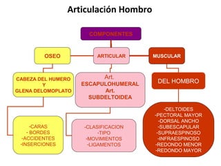 Articulación Hombro

                      COMPONENTES


         OSEO           ARTICULAR     MUSCULAR



CABEZA DEL HUMERO          Art.
                    ESCAPULOHUMERAL    DEL HOMBRO
         Y
GLENA DELOMOPLATO         Art.
                      SUBDELTOIDEA

                                           -DELTOIDES
                                      -PECTORAL MAYOR
                                        -DORSAL ANCHO
      -CARAS        -CLASIFICACION      -SUBESCAPULAR
    - BORDES              -TIPO        -SUPRAESPINOSO
  -ACCIDENTES        -MOVIMIENTOS       -INFRAESPINOSO
 -INSERCIONES         -LIGAMENTOS     -REDONDO MENOR
                                      -REDONDO MAYOR
 
