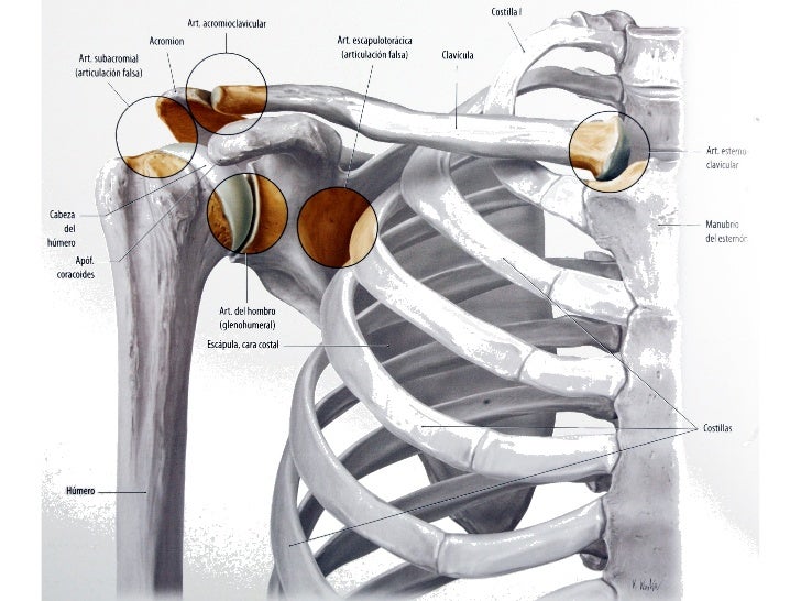 Articulación Glenohumeral