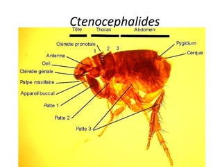 Ctenocephalides
 