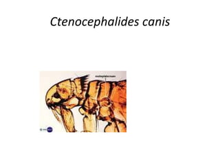 Ctenocephalides canis
 