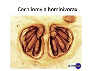 Cochliomyia hominivorax
 