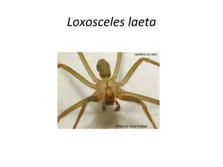 Loxosceles laeta
 