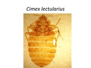 Cimex lectularius
 
