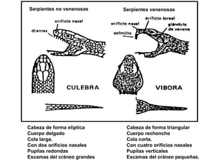 Serpientes no venenosas      Serpientes venenosas




Cabeza de forma elíptica      Cabeza de forma triangular
Cuerpo delgado                Cuerpo rechoncho
Cola larga.                   Cola corta.
Con dos orificios nasales     Con cuatro orificios nasales
Pupilas redondas              Pupilas verticales
Escamas del cráneo grandes    Escamas del cráneo pequeñas.
 